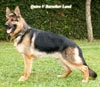 Amarta Kennel Borong Gelar