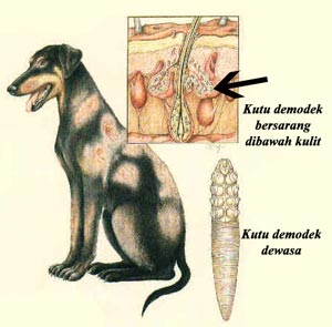 Demodek & Pengobatannya