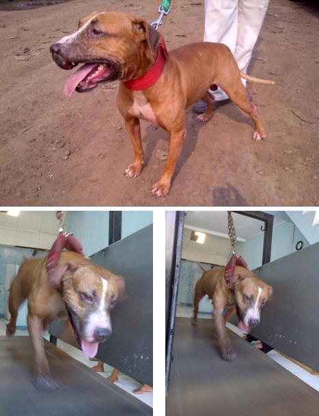 Ivan's Pitsgate CH EL BOGART