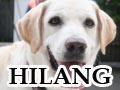 Labrador Hilang Di Menteng