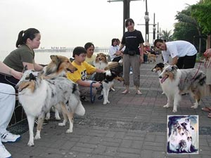 Ancol Rough Collie Gathering