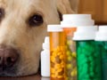 Anjing & Obat-obatan