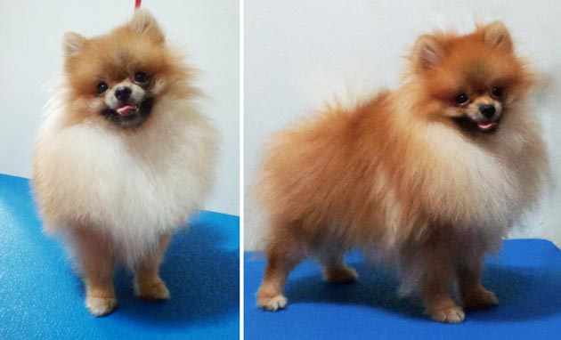 Vini Vidi Vici's Thunder