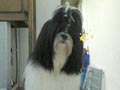 Shih Tzu Betina Hilang (Sudah ditemukan)