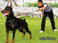 330 Foto-Foto Liputan Dobermann Nasional 2011