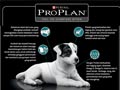 Kolostrum Alami, Awal Terbaik Untuk Anak Anjing Anda