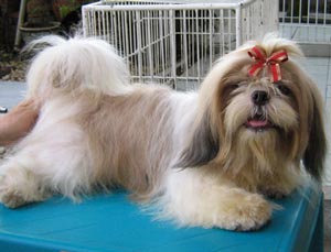 Bonny Von Golden Jambe Haus