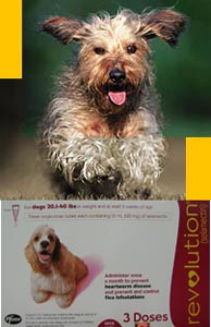 Langkah-Langkah Perawatan Untuk Anjing Tua