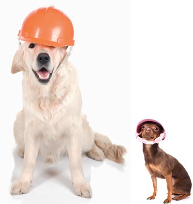 9 Tips Untuk Melindungi Anjing Anda