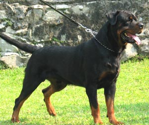 KRI.Ch.Simba Von Kichi