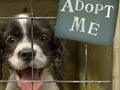 Adopsi, Adopsi dan Adopsi