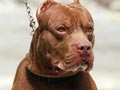 The Redpit's Alphard Aka Rocky
