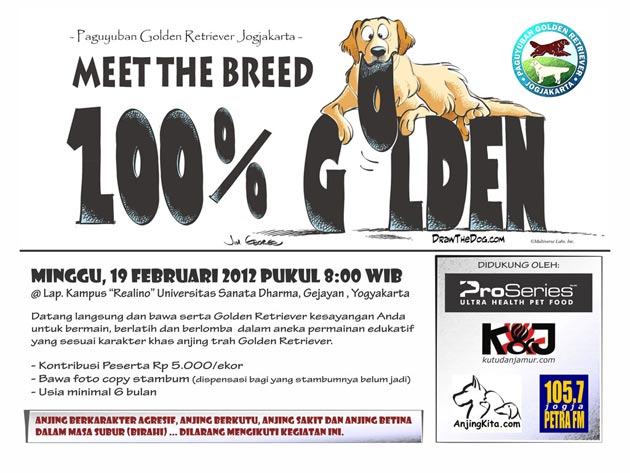 MEET THE BREED: 100% GOLDEN