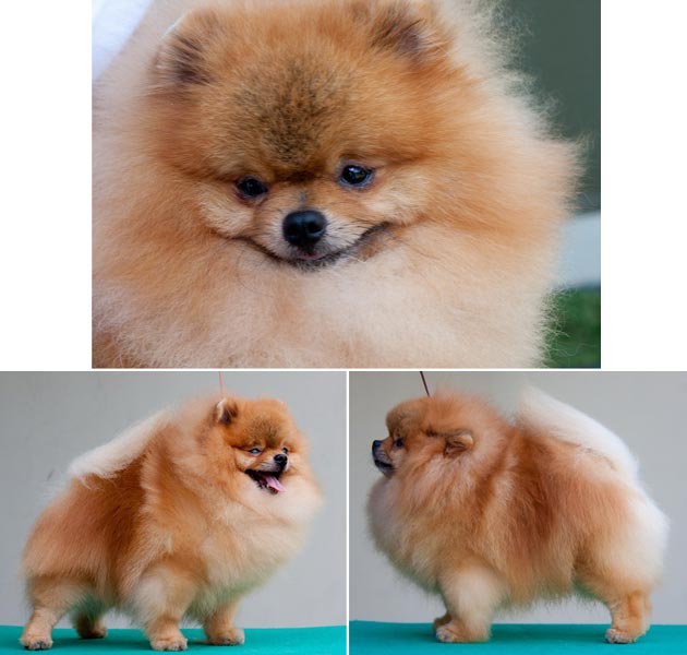 Movistar Ace In The Hole