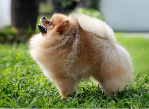 Ninja Von Britoniah