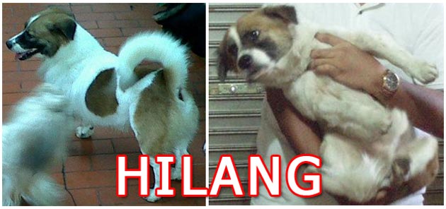 Anjing hilang di perumahan kompleks DKI, Joglo, Jakarta Barat.