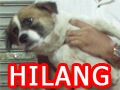 Anjing hilang di perumahan kompleks DKI, Joglo, Jakarta Barat.