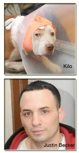 Kilo, Super Hero Pit Bull