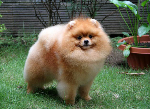 Star pom's Heath Cliff