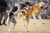 Adu Anjing Bisa Dikenakan Pasal Hukum Pidana !!!