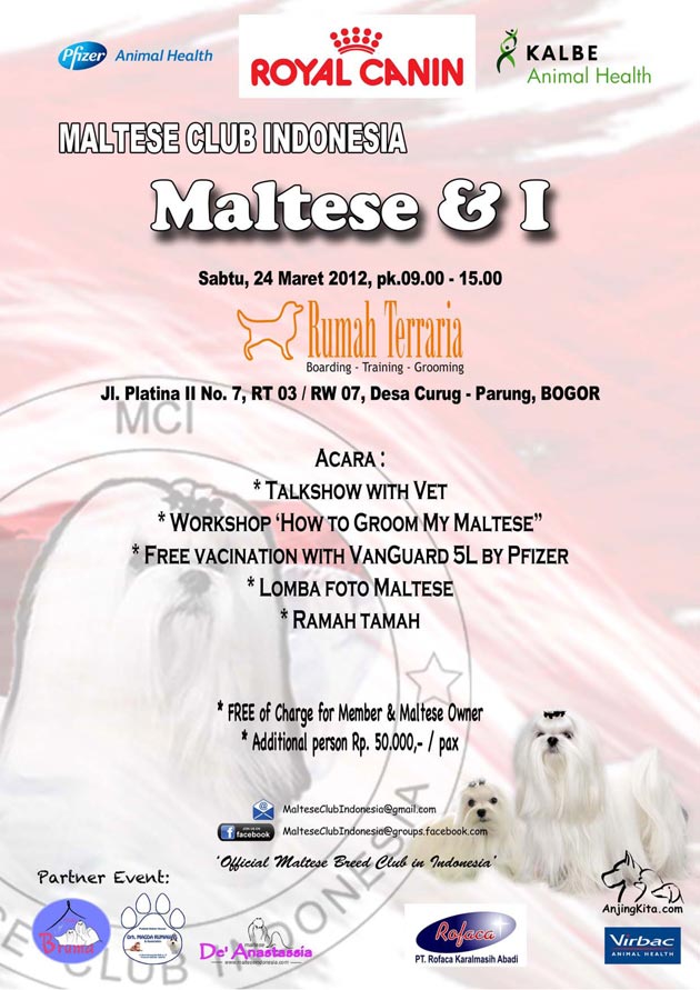 Maltese Club Gathering: Maltese & I