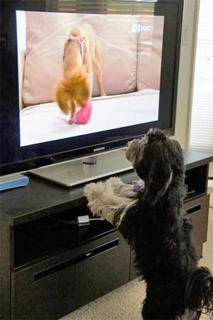 Siaran TV Khusus Untuk Anjing