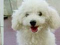 Toy Poodle Hilang Di Kenjeran
