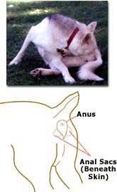 Penyakit Anal Gland: Penyumbatan, Infeksi & Abses Anus Anjing