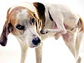 Berbagai Parasit pada Anjing & Pengobatannya