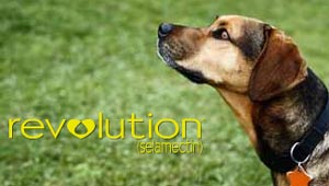 Grooming Untuk Anjing Tua