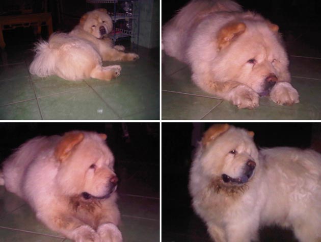 Chow Chow Hilang (SUDAH DITEMUKAN)