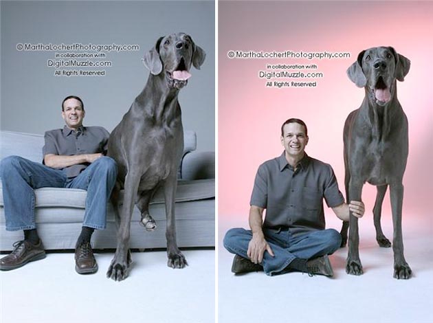 George, Anjing Tertinggi Di Dunia