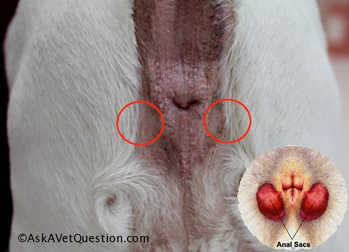 Kurangi Bau Pada Anjing