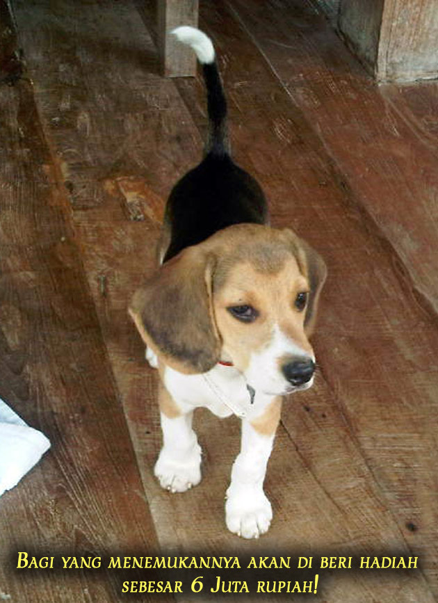 Beagle No Tato N2M03, Hilang. Hadiah Rp.6 Juta !! bagi yang menemukan