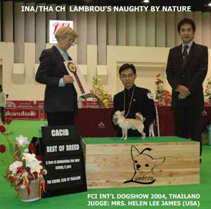 Lambrou Chihuahuas
