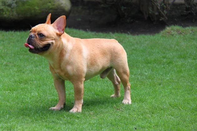 Falko Of Shinn Der Kennel