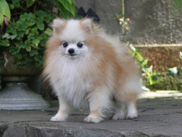 P. T. Pom's Richi Boy