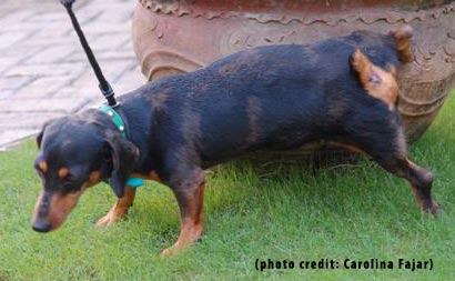 Mengapa anjing menandai wilayahnya (marking)?