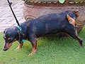 Mengapa anjing menandai wilayahnya (marking)?
