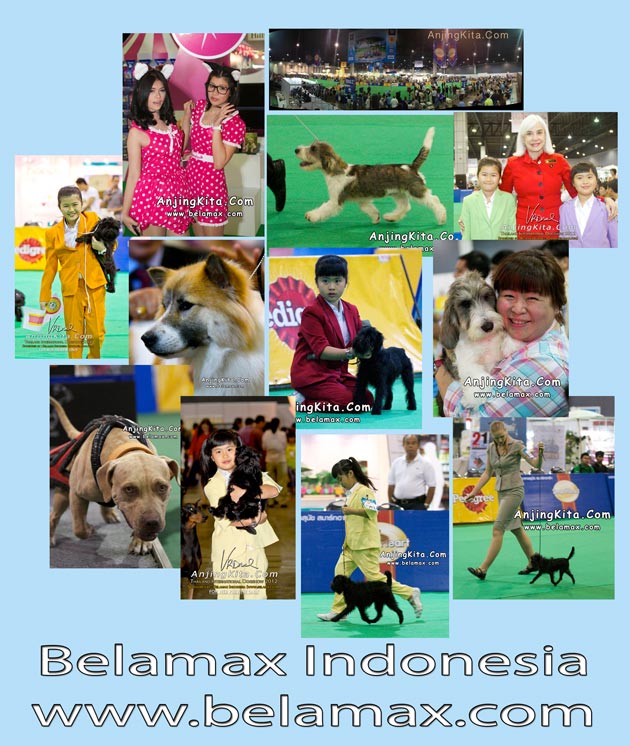 Liputan Thailand Int'l Dog Show 2012