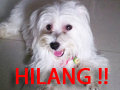 Maltese hilang di curi diperumahan Taman Aries