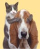 Stars on Stage (Cats & Dogs Show)