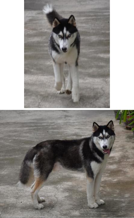 Albert Von Husky Boy