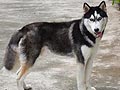 Albert Von Husky Boy