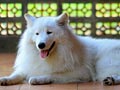 Aaron Von SBS Kennel
