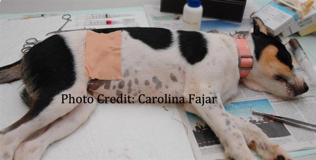 Merawat Anjing Setelah Operasi Steril