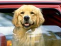 Tips Aman Membawa Anjing Di Mobil