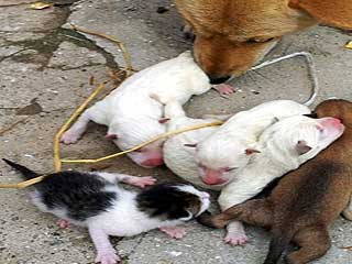 Apa Benar Anjing Melahirkan Anak Kucing???