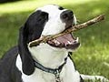 6 Prilaku Aneh Pada Anjing & Penjelasannya