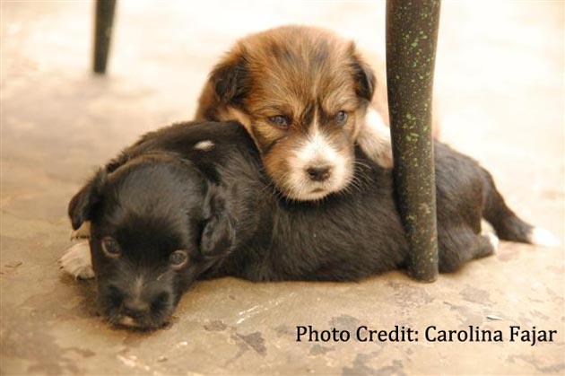 Mempersiapkan Kedatangan Anjing Baru Anda